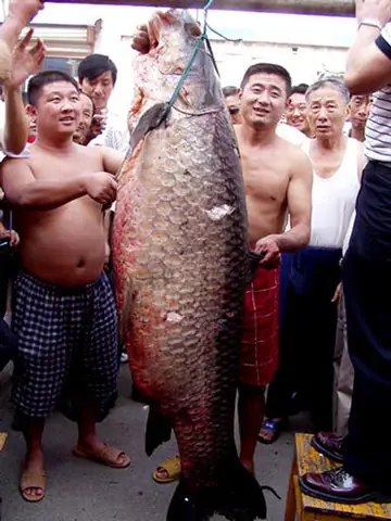 Cá Trắm Đen Hồ Tây