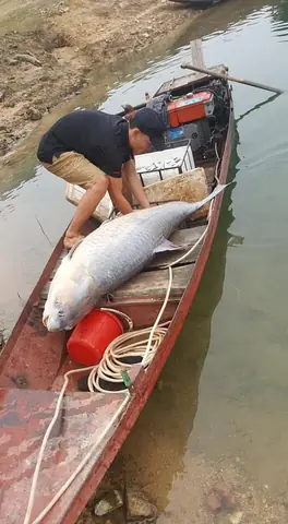 Cá Trắm Đen Hồ Thác Bà