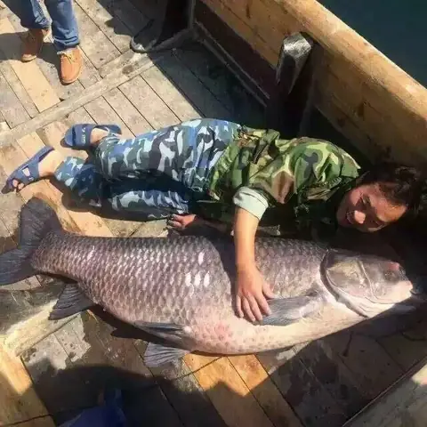 Cá Trắm Đen Khổng Lồ