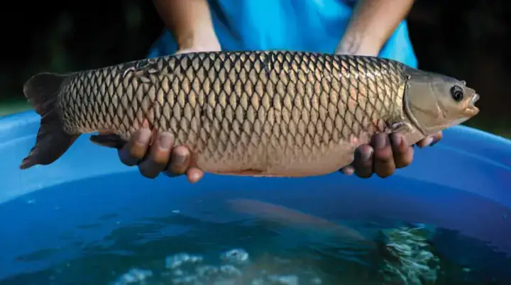 Cá Trắm Nuôi Bao Lâu