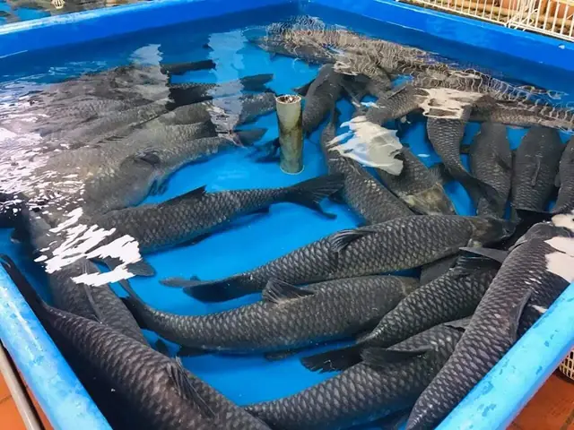 Cá Trắm Sông Đà