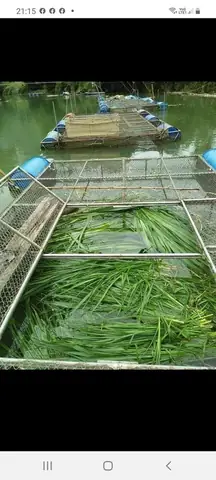 Cá Trắm Trắng Ăn Gì