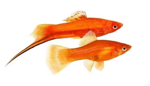 Cá Trân Châu Đỏ