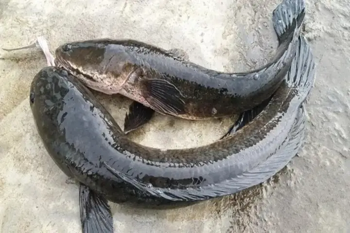 Cá Tràu Là Gì
