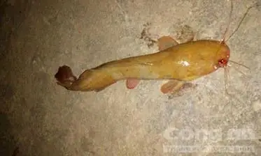 Cá Trê Ăn Xác Chết