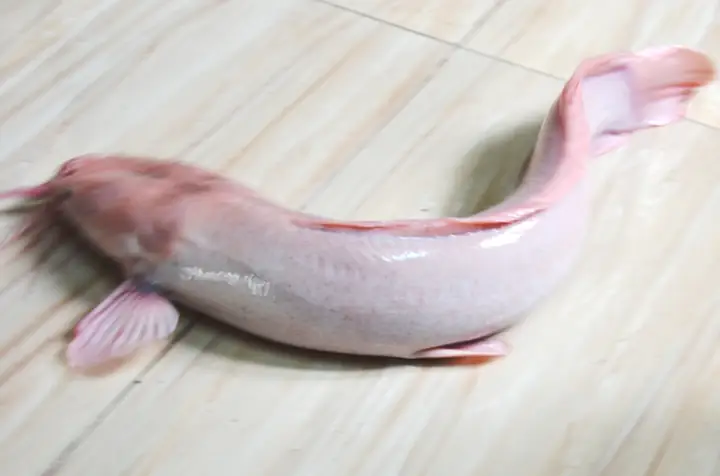 Cá Trê Bạch Tạng Hồng