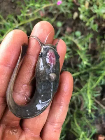 Cá Trê Bị Lở Loét