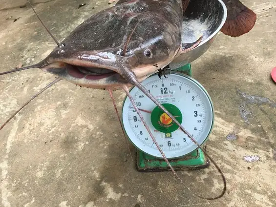 Cá Trê Có Mấy Râu