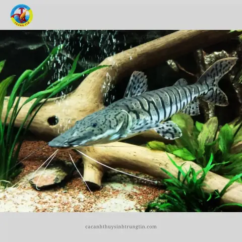 Cá Trê Cọp Nam Mỹ