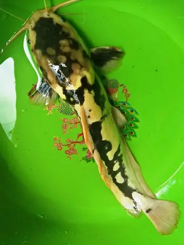 Cá Trê Đột Biến