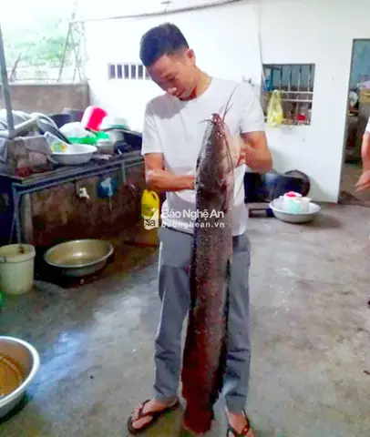 Cá Trê Lai Khổng Lồ