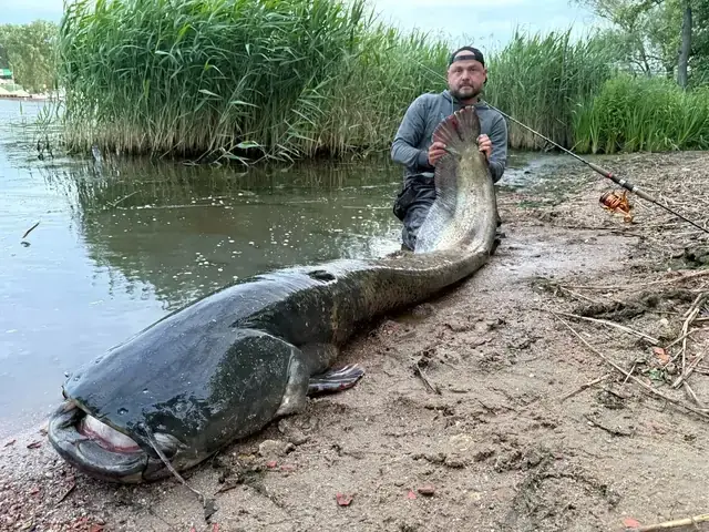 Cá Trê Ngựa Vằn Cá Trê Ngựa Vằn