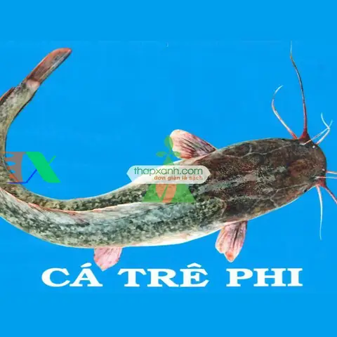 Cá Trê Phi Lai