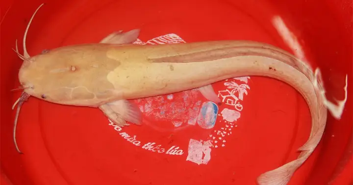 Cá Trê Vàng Kiểng