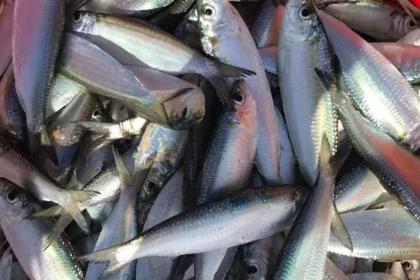 Cá Trích Là Cá Sông Hay Cá Biển