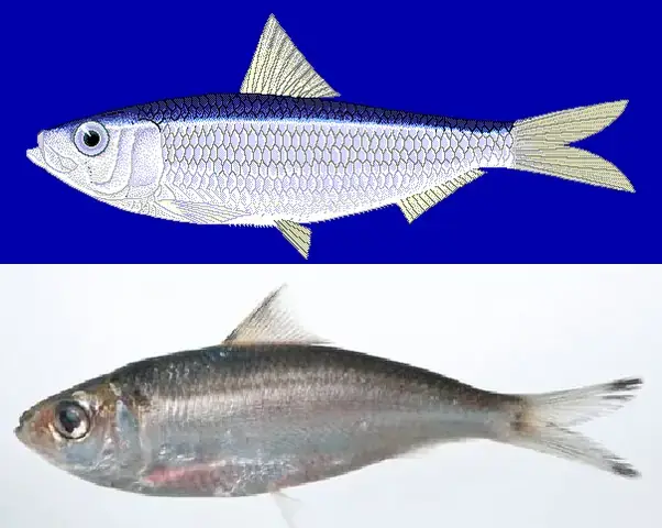 Cá Trích Nước Ngọt