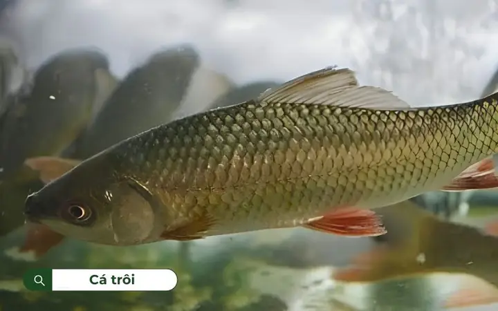 Cá Trôi Sống Ở Tầng Nước Nào