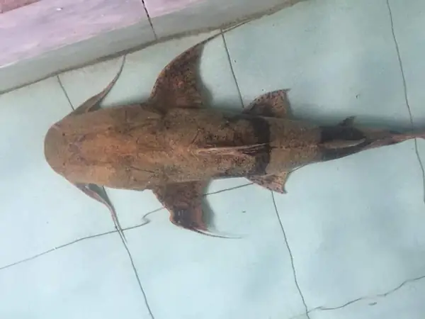 Cá Trong Sách Đỏ