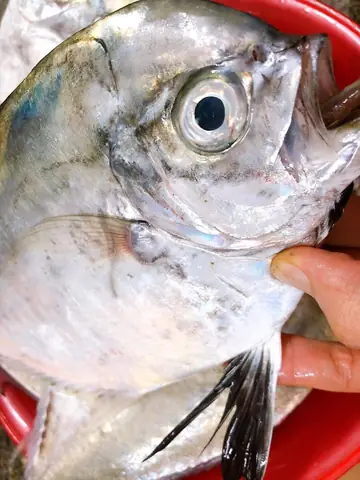 Cá Từ Là Gì