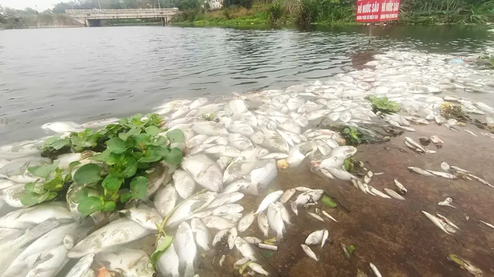 Cá Tự Nhiên Chết