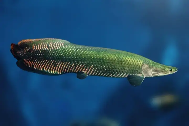 Cá Tượng Khổng Lồ