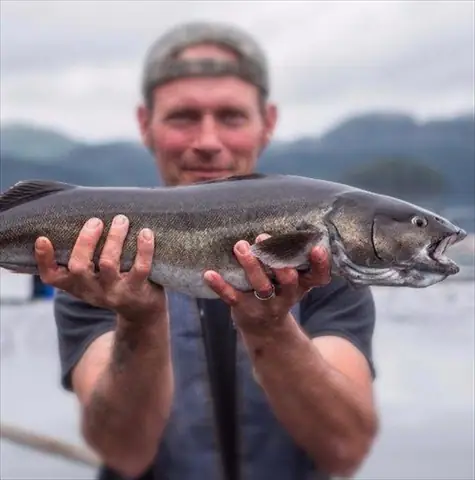 Cá Tuyết Đen Alaska