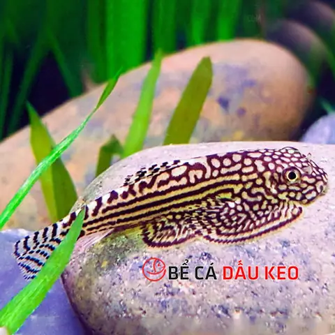 Cá Tỳ Bà Bướm Mini