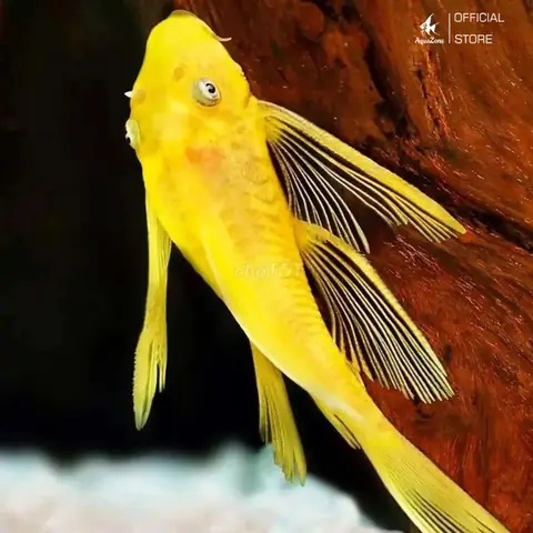 Cá Tỳ Bà Thường