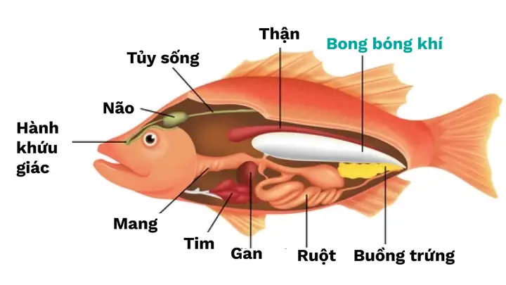 Cá Vàng Bị Bơi Nghiêng