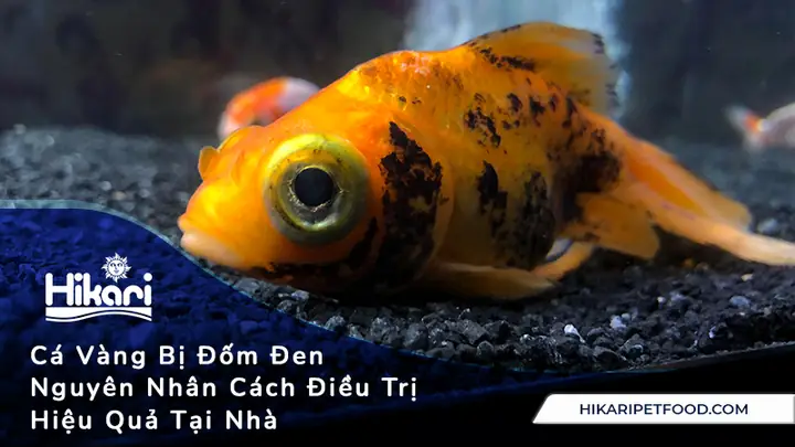Cá Vàng Bị Đốm Đen