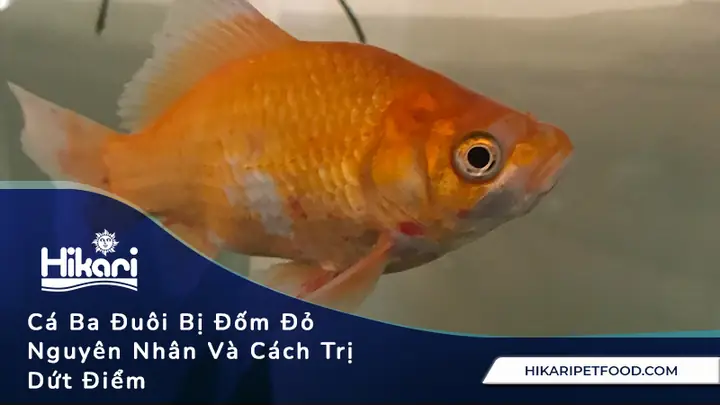 Cá Vàng Bị Đốm Đỏ
