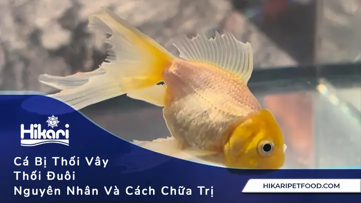 Cá Vàng Bị Mục Đuôi