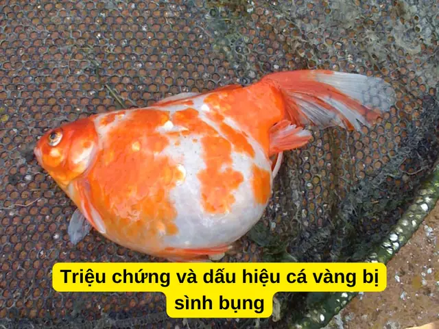 Cá Vàng Bị Sình Bụng