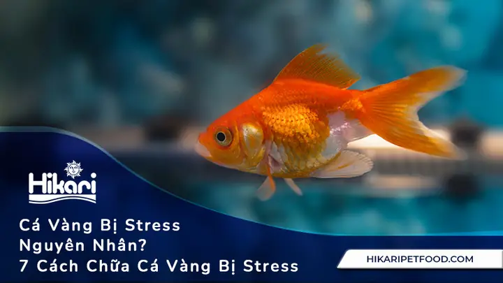 Cá Vàng Bị Stress