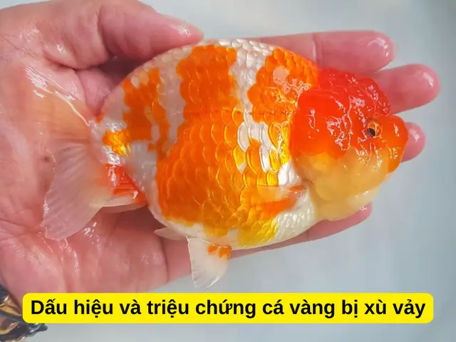 Cá Vàng Bị Tróc Vảy