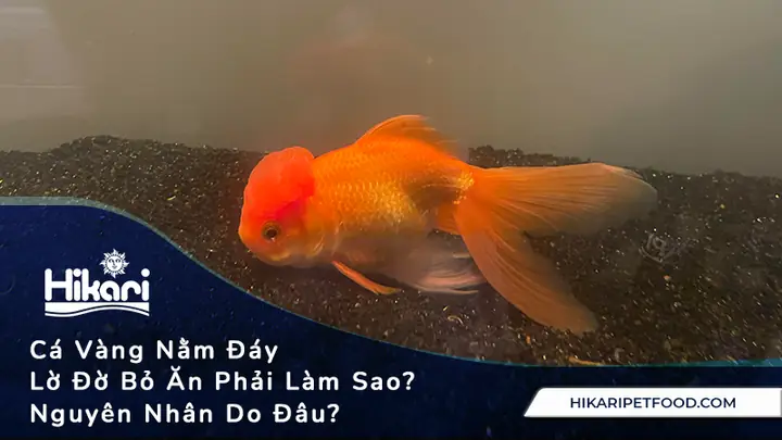 Cá Vàng Bỏ Ăn
