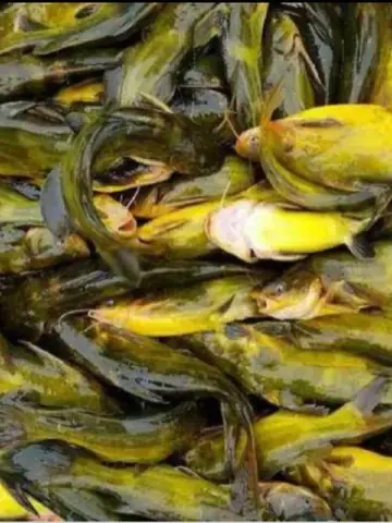 Cá Vàng Bụng Bọ