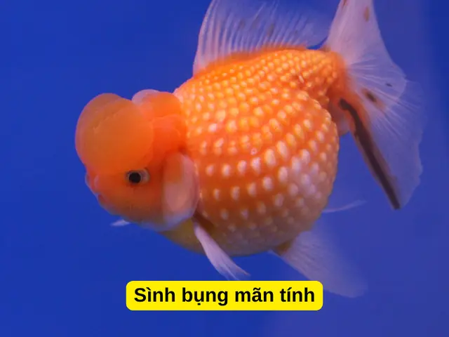 Cá Vàng Bụng Bự