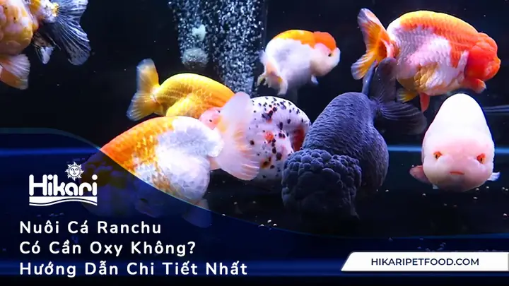 Cá Vàng Có Cần Oxy