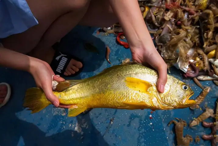 Cá Vàng Đắt Nhất Thế Giới