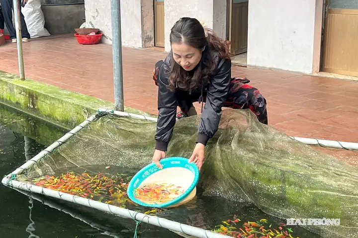 Cá Vàng Hướng Thiên