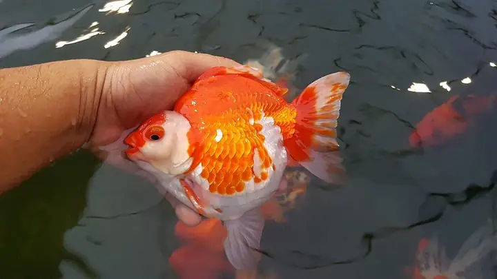 Cá Vàng Lưu Kim