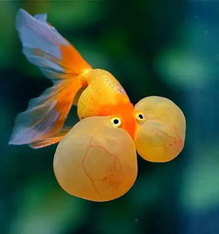 Cá Vàng Mắt Bong Bóng