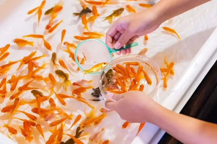 Cá Vàng Nhật Bản
