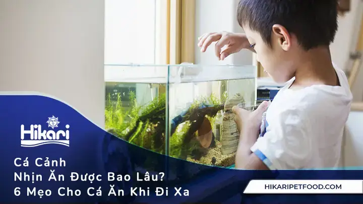 Cá Vàng Nhịn Ăn Được Bao Lâu