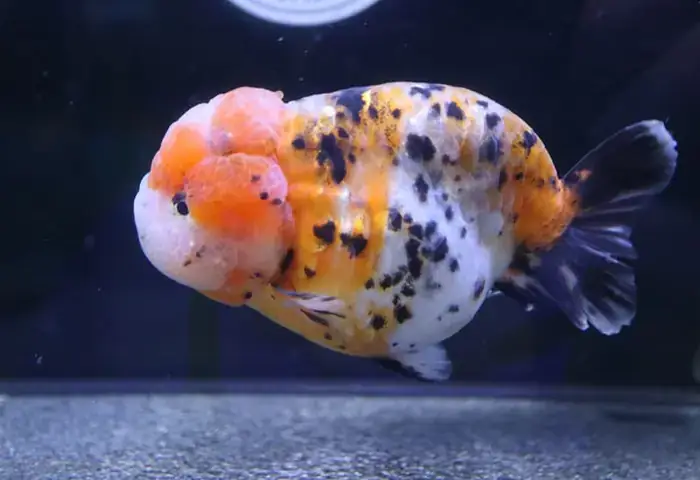 Cá Vàng Ranchu Calico