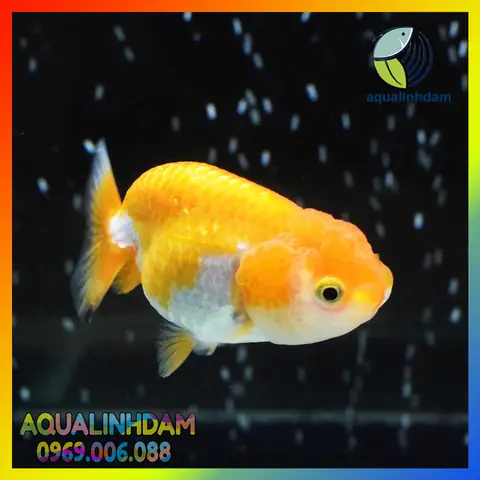 Cá Vàng Ranchu Đẹp
