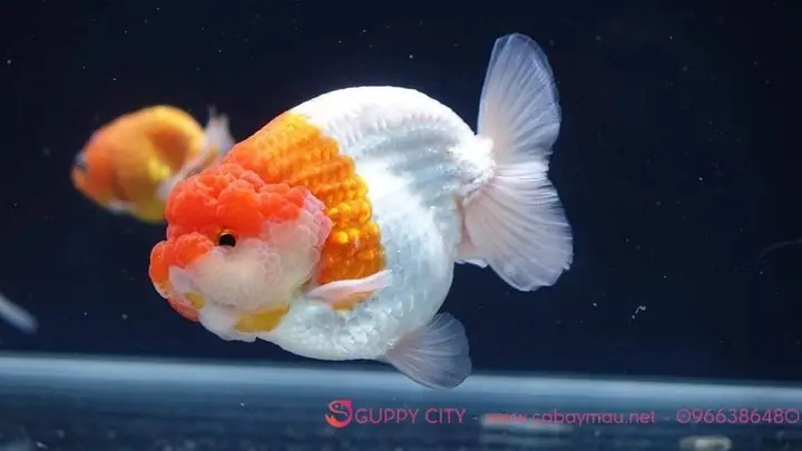 Cá Vàng Ranchu Hà Nội