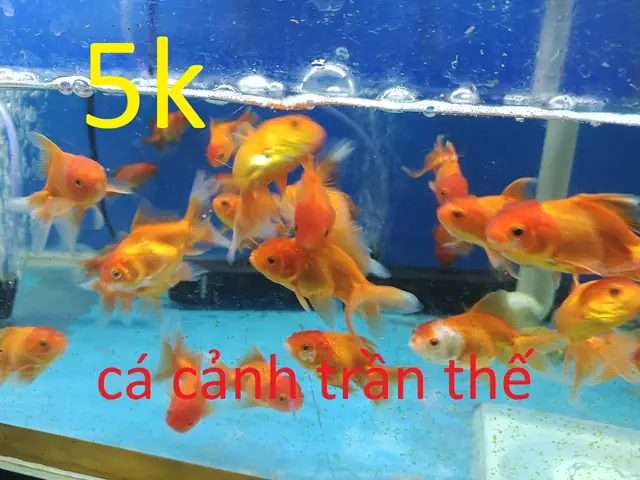 Cá Vàng Ranchu Và Pingpong