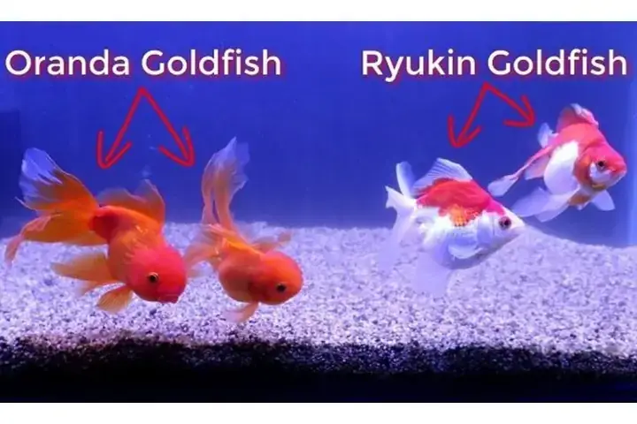 Cá Vàng Ryukin Giá Bao Nhiêu